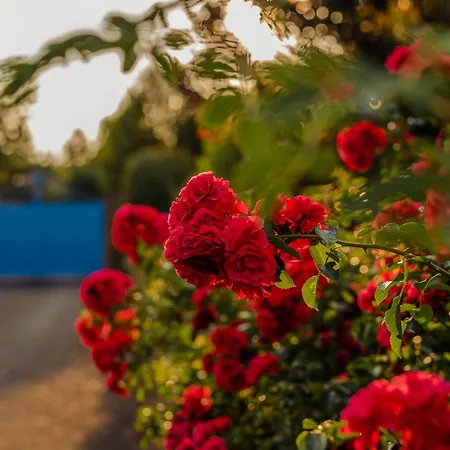 וילה La Bleue, Avec Hammam, Piscine Et Jacuzzi *