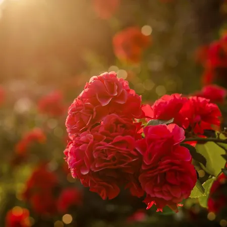 Villa La Bleue, Avec Hammam, Piscine Et Jacuzzi *