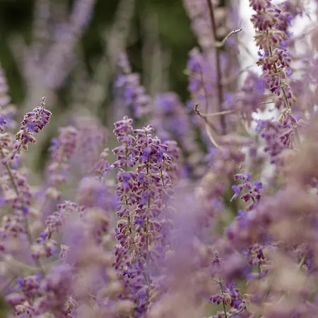 La Villa Bleue, 800M2, Hammam, Piscine Et Jacuzzi Villa *