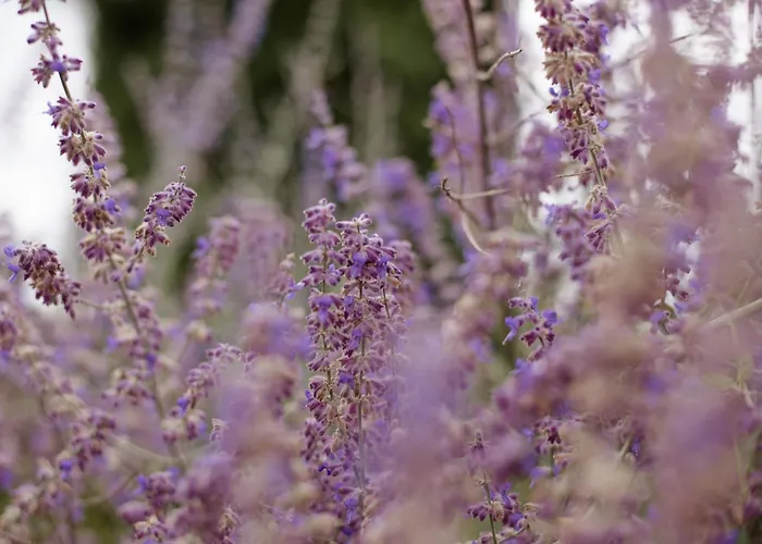 La Bleue, 800m2, Hammam, Piscine Et Jacuzzi Villa *